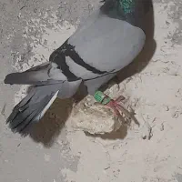 کبوتر سبز