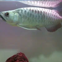 آروانا گلد|ماهی|تهران, افسریه شمالی|دیوار