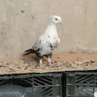 کبوتر ماده دم سیاه|پرنده|روانسر, |دیوار