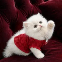 بچه گربه های اشرافی