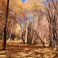 نیروی آبیار و نظافتی