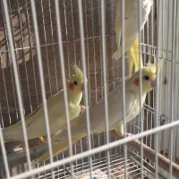 طوطی عروس لوتینو ماده بالغ|پرنده|بابل, |دیوار