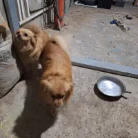 فروش سگهای پامر نروماده