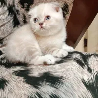 واگذاری گربه