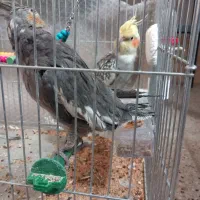 عروس هلندی شیطون تخم گذار|پرنده|طسوج, |دیوار