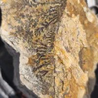 سنگ شجرکلکسیونی