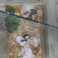 خوکچه هندی|موش و خرگوش|اندیشه, اندیشه فاز ۵|دیوار