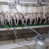 بز و بزغاله و نر بز سانن