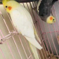 عروس هلندی|پرنده|اصفهان, دشتستان|دیوار