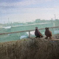 کفتر طوقی کله زرد  سرخ