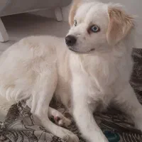 واگذاری پامراشپیتز|سگ|هشتگرد, هشتگرد قدیم|دیوار