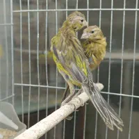 قناری جوجه سبز چمنی