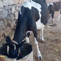 گاو دو رگه با گوساله نر|حیوانات مزرعه|مسجد سلیمان, |دیوار