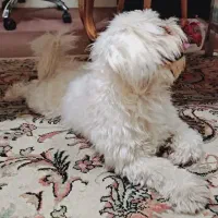 جفت برای سگ نر|سگ|زنجان, |دیوار