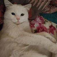 گربه خونگی