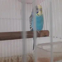 یک عدد مرغ عشق نر فروشی