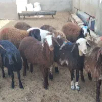 بره نر|حیوانات مزرعه|رضویه, |دیوار