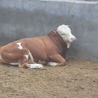 فروش عمده گوساله بلژیکی سیمینتال چاق