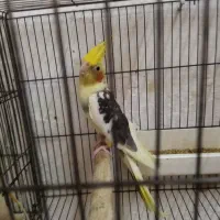 طوطی عروس ابلغ نر|پرنده|رشت, قاسمیه|دیوار