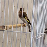 سهره چهار گل سهره سرخ سهره کرمانی ماده دوساله