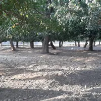 ۱۱۵۴۰ زمین باغی|فروش زمین و ملک کلنگی|تهران, شهر‌زیبا|دیوار