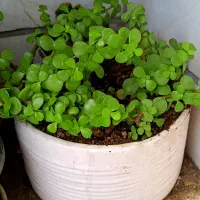 ۴تا گلدون گل ناز ،بنسای خرفه ،کاکتوس صخره