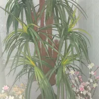 درخت کاج تزئینی