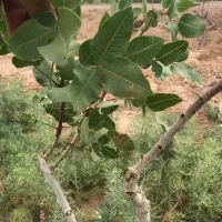 پیوندپسته|خدمات باغبانی و درختکاری|اصفهان, گورت|دیوار