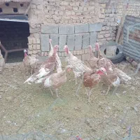 بوقلمون جوان