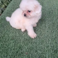 توله شتزو نر سوپر فلت سفید|سگ|قائم‌شهر, |دیوار