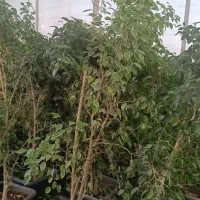 همکاری با نصفه کار گیاهان آپارتمانی در گلخانه|استخدام صنعتی، فنی، مهندسی|تهران, میدان میوه و تره‌بار مرکزی|دیوار