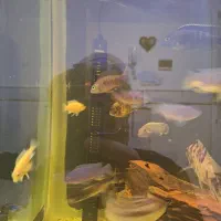 اکواریوم|ماهی|قم, شهرک فاطمیه|دیوار