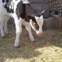 گوساله|حیوانات مزرعه|بوژگان, |دیوار