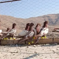 بهبهانی دونه ۲۰۰ تومن مقطوع