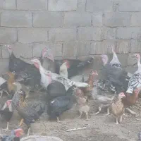 بوقلمون مرغ خروس