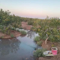 باغ فروشی4ساعت آب مدار24|فروش زمین و ملک کلنگی|مه ولات, |دیوار