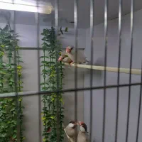 فنچ نرگسی|پرنده|کرج, شهرک جهان‌نما|دیوار