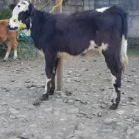 دوراس گوساله سیمینتال ماده لیشه گاو|حیوانات مزرعه|رشت, پل تالشان|دیوار