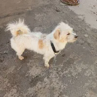 سگ خانگی|سگ|یاسوج, |دیوار