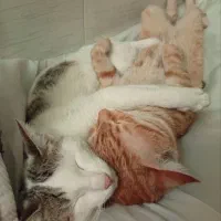 واگذاری گربه|گربه|ساوه, |دیوار