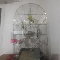 عروس هلندی و مرعشق