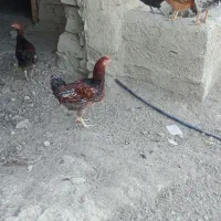 مرغ خروس|حیوانات مزرعه|بجنورد, |دیوار
