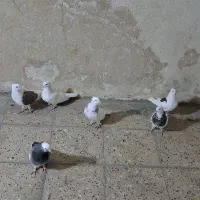 کبوتر