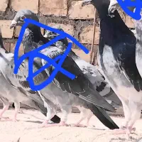 دونر پرشی مسافتی|پرنده|جلگه ماژان, |دیوار