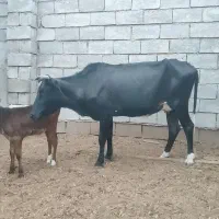 گاو با گوساله ماده و یک عدد گاو ابستن|حیوانات مزرعه|شادگان, |دیوار