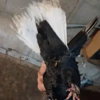 ۴ جفت کفتر دم سفید