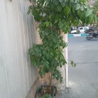 درخت پرتغال