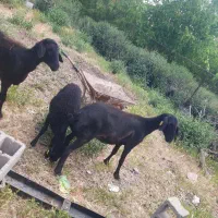 دوراس میش بره دار