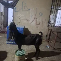 یک مری اصل با شنک اصل ماده پاچین اصل  خاش است