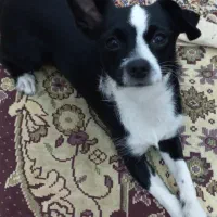 واگذاری سگ رایگان